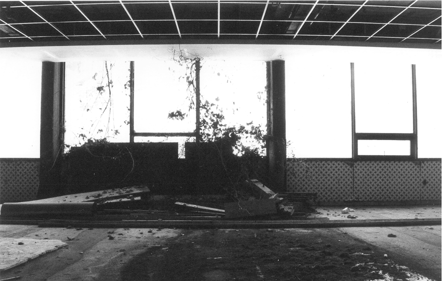 Plants growing in the Verandah.